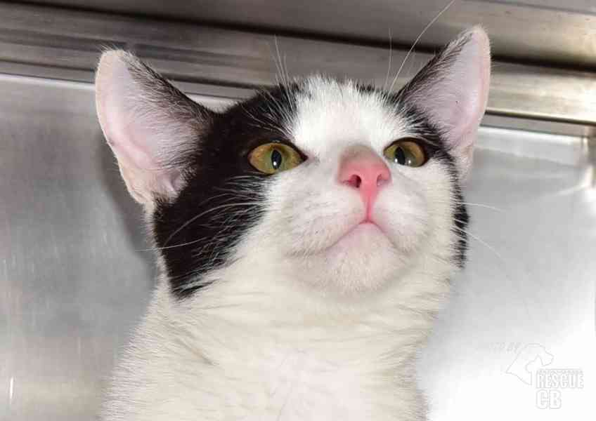 Darujeme kotě - foto 3