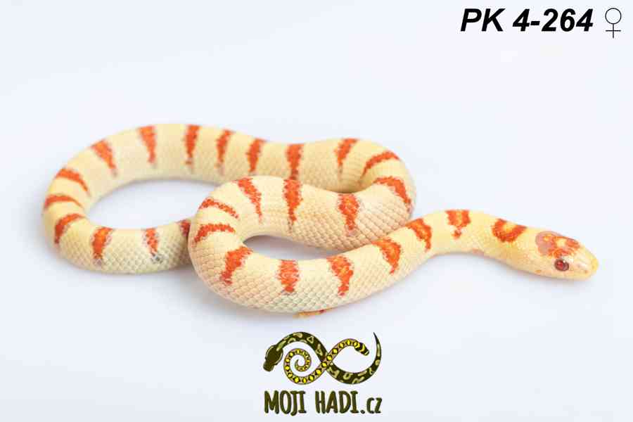 Lampropeltis Pastelking – albinotické korálovky na prodej 🐍 - foto 7