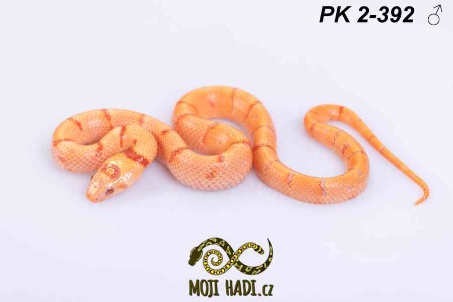 Lampropeltis Pastelking – albinotické korálovky na prodej 🐍 - foto 1