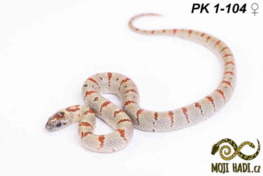 Lampropeltis Pastelking – albinotické korálovky na prodej 🐍 - foto 2