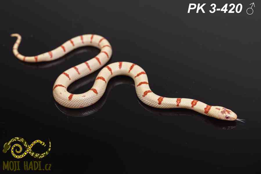 Lampropeltis Pastelking – albinotické korálovky na prodej 🐍 - foto 6