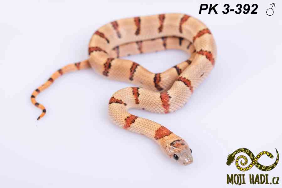 Lampropeltis Pastelking – albinotické korálovky na prodej 🐍 - foto 5