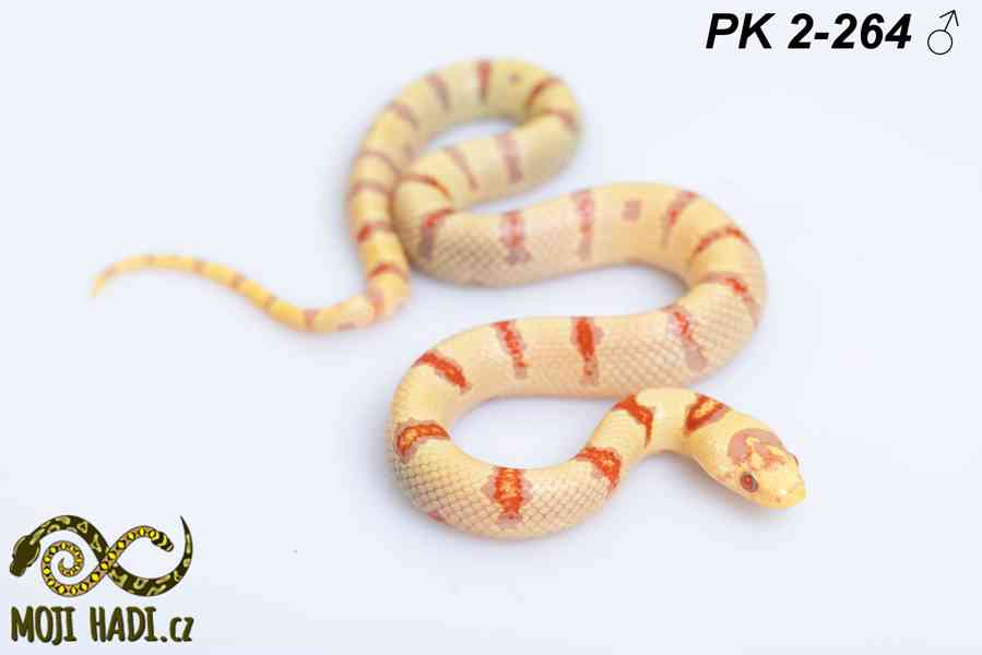 Lampropeltis Pastelking – albinotické korálovky na prodej 🐍 - foto 4