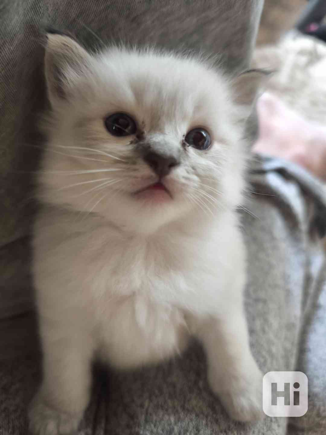Ragdoll bez PP  - foto 1