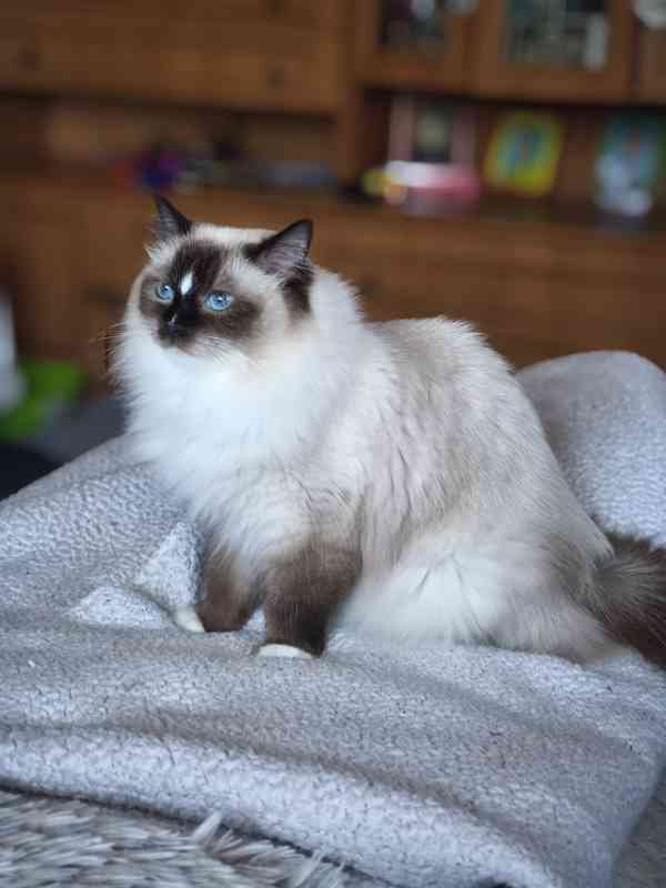 Ragdoll bez PP  - foto 10