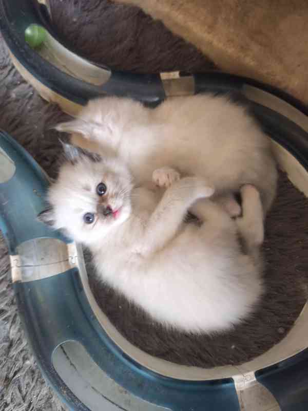 Ragdoll bez PP  - foto 6