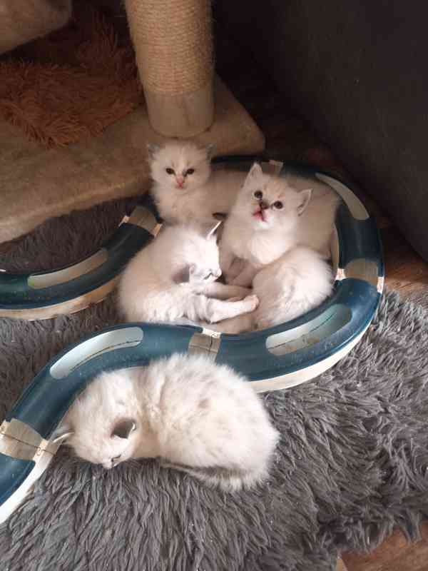 Ragdoll bez PP  - foto 5