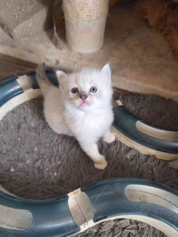 Ragdoll bez PP  - foto 8