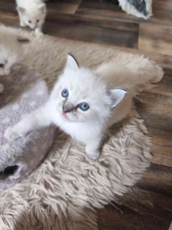 Ragdoll bez PP  - foto 4