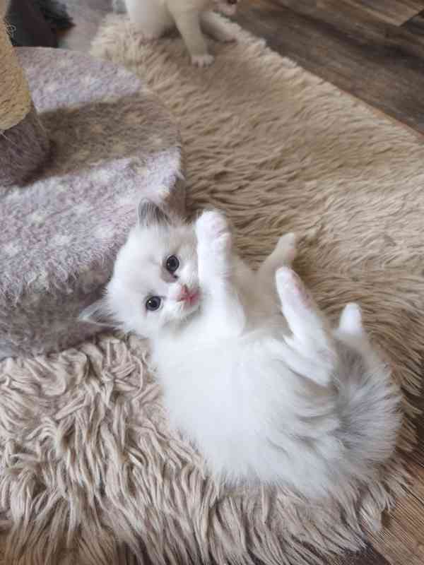 Ragdoll bez PP  - foto 2