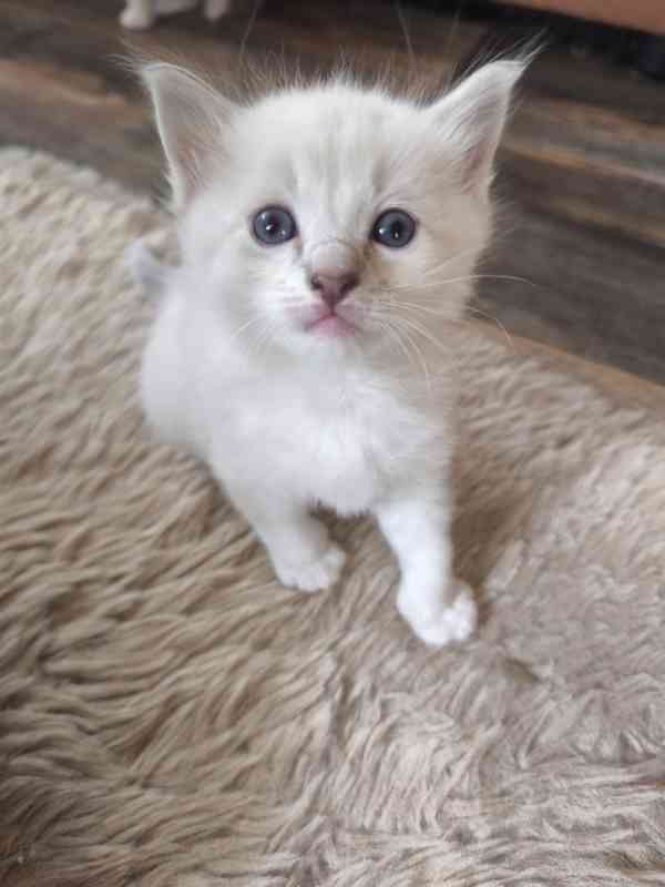 Ragdoll bez PP  - foto 3