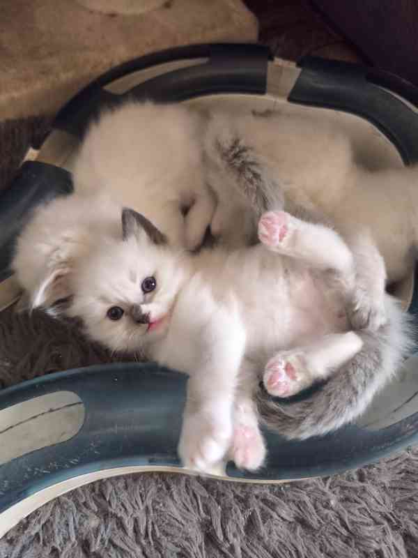 Ragdoll bez PP  - foto 7