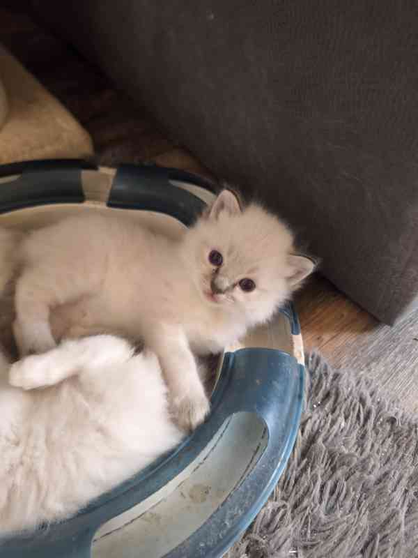 Ragdoll bez PP  - foto 9