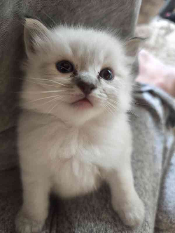 Ragdoll bez PP - foto 1