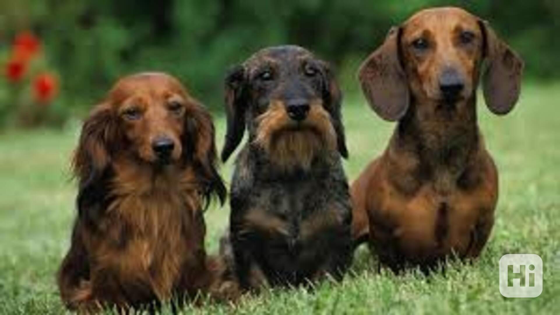 Dackelwelpe - foto 1