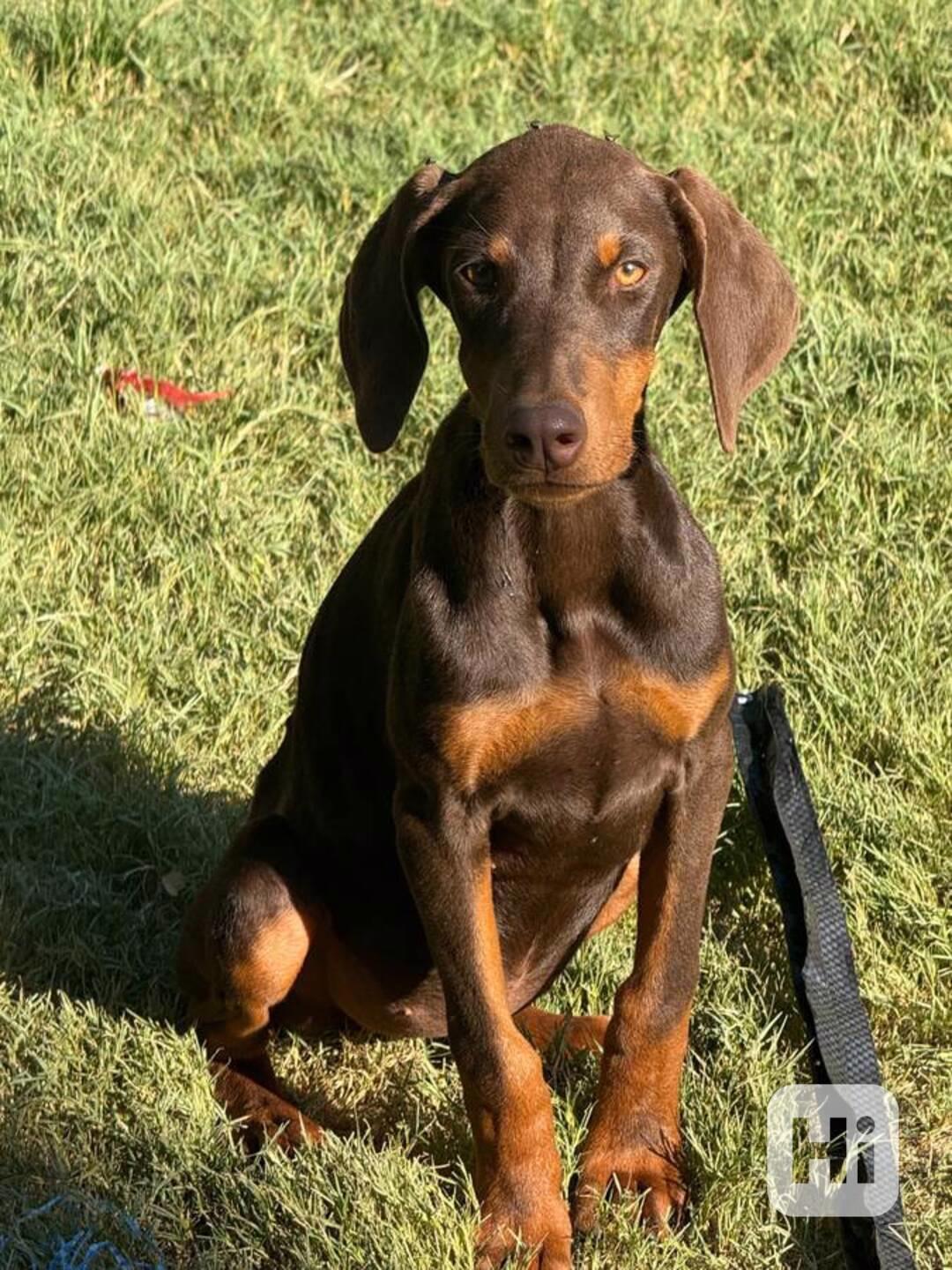 Štěně dobermana - foto 1