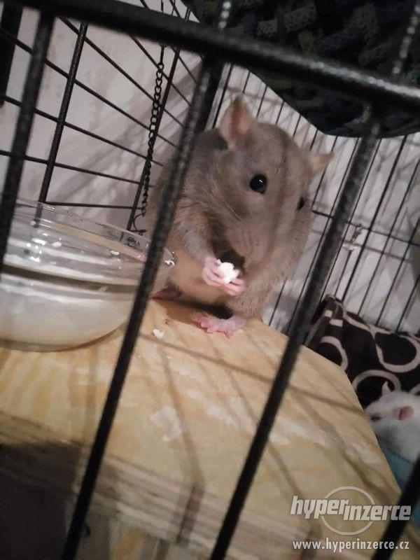 Daruji potkaní slečny - foto 4