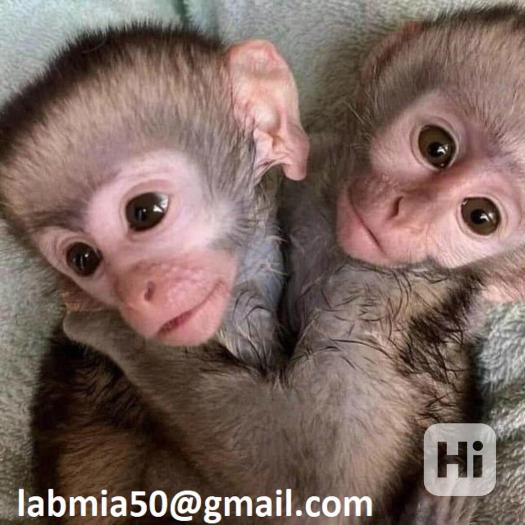 Zdravá mláďata kapucínských opic - foto 1
