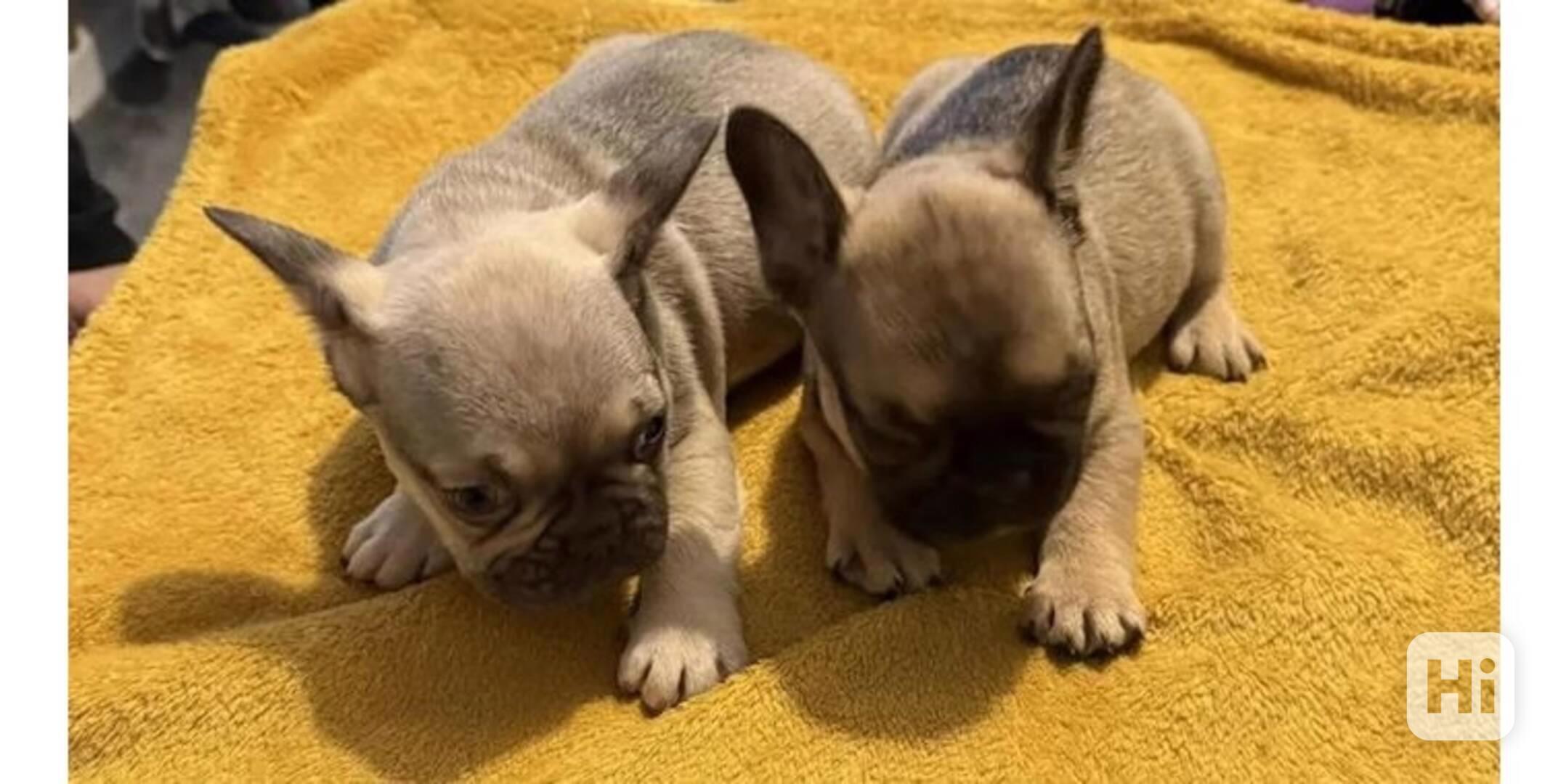 přátelská štěňata mopsů k adopci - foto 1