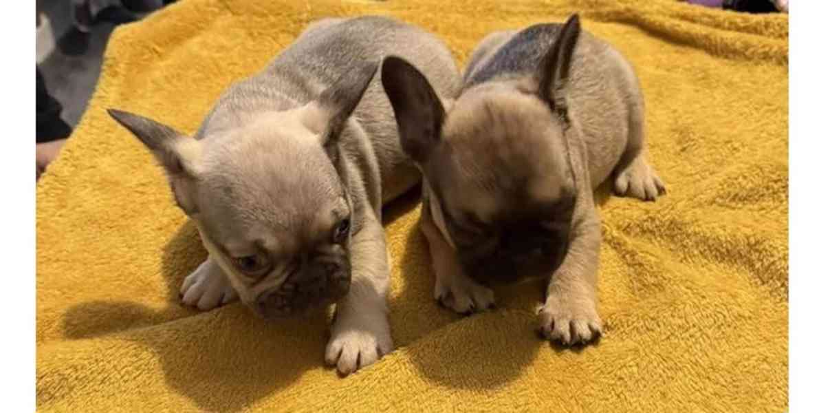 přátelská štěňata mopsů k adopci - foto 1