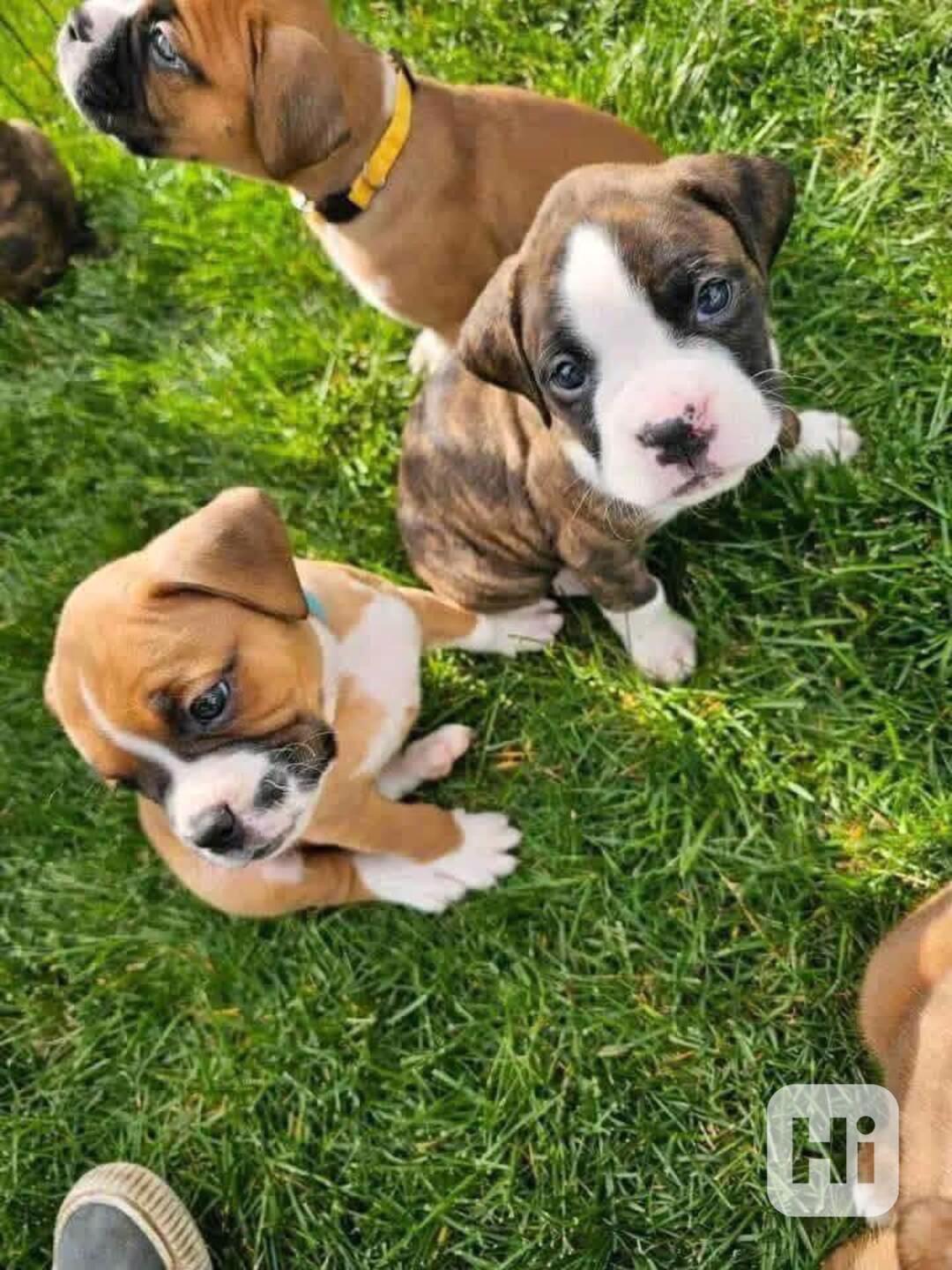 Štěňata boxera k adopci zdarma nyní s pp   - foto 1