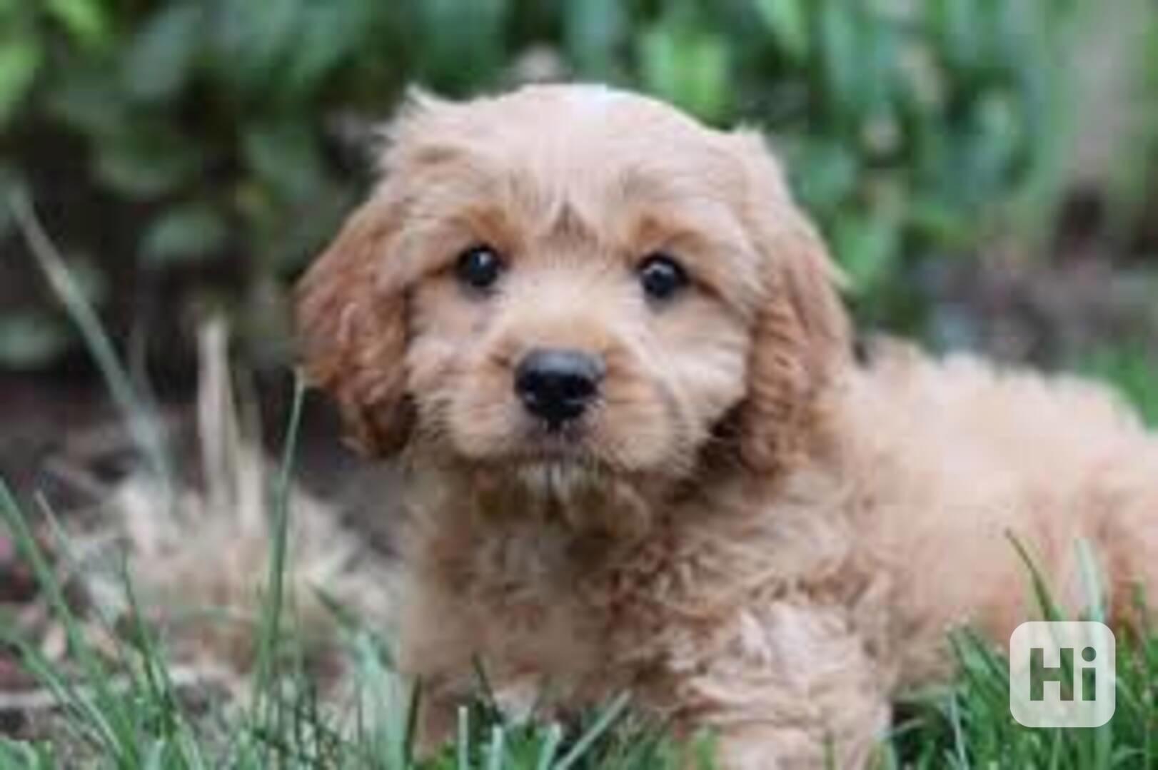 Sladká cavoodle štěňata Tomuto štěňatu cavoodle je 12 týdnů. - foto 1