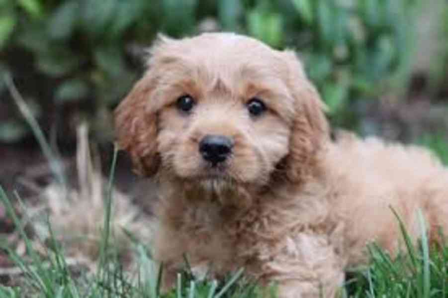 Sladká cavoodle štěňata Tomuto štěňatu cavoodle je 12 týdnů. - foto 1