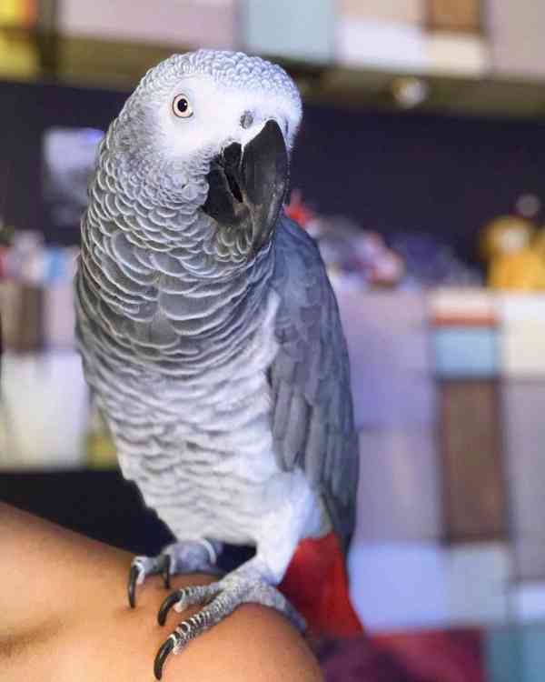 Prodám africké papoušky šedé - foto 1