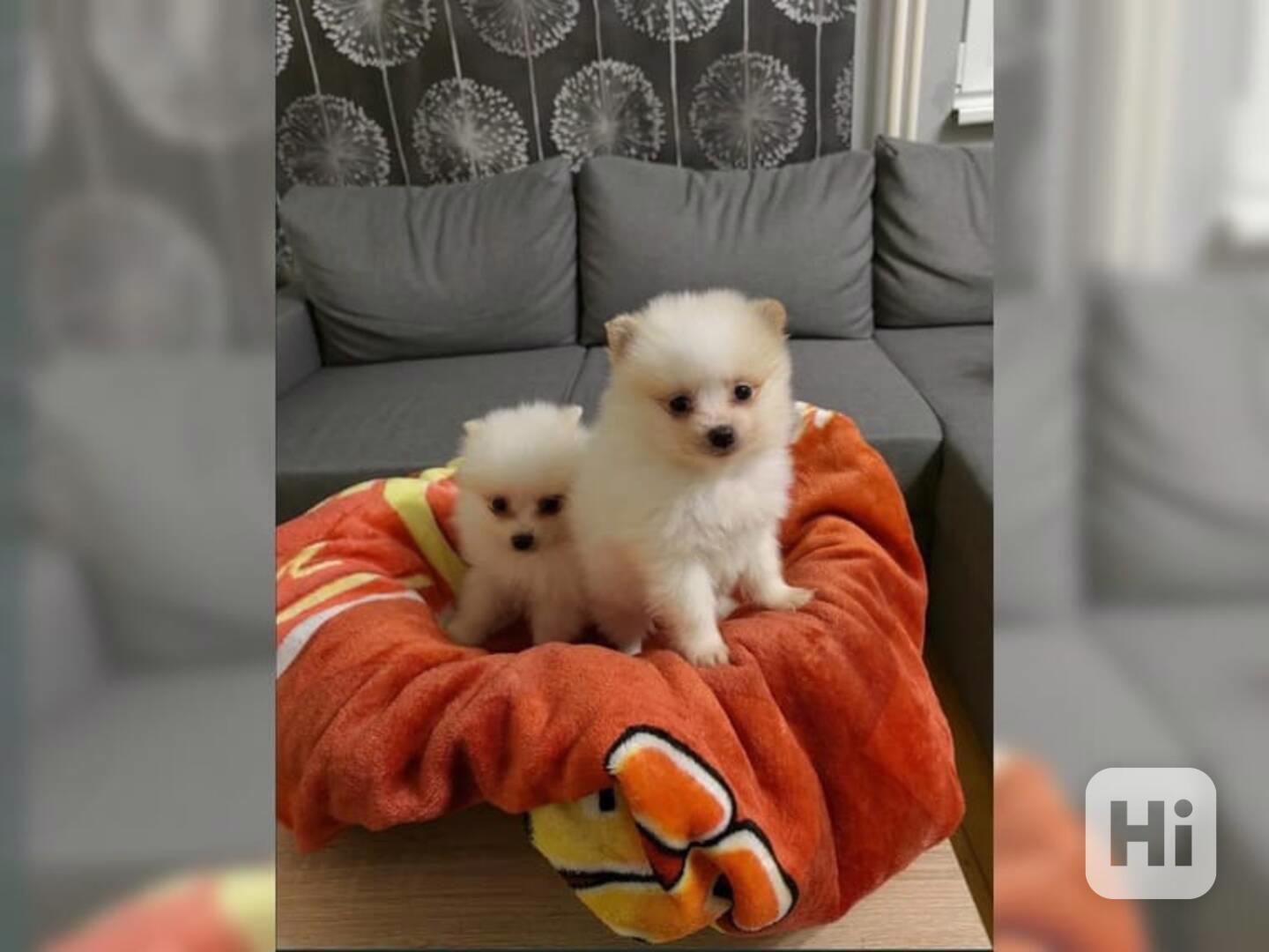 BÍLÝ PES POMERANIAN ŠTĚNĚ - Čistokrevný bez papírů - foto 1