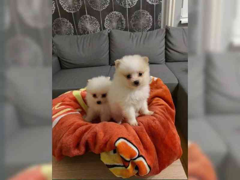 BÍLÝ PES POMERANIAN ŠTĚNĚ - Čistokrevný bez papírů - foto 1