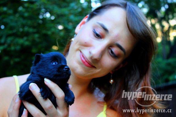 Šiperka s PP - štěně pejsek s PP - foto 1