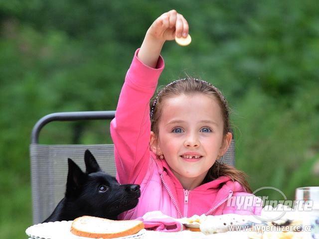 Šiperka s PP - štěně pejsek s PP - foto 5