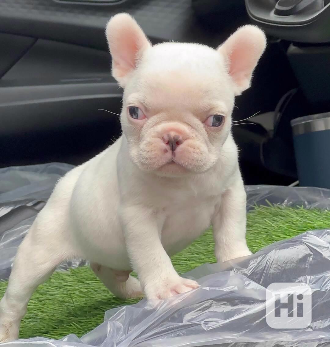 Štěňata francouzského buldočka na prodej - foto 1