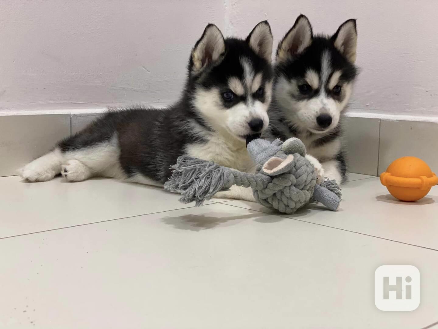 Zdravá štěňata sibiřského huskyho k dispozici. - foto 1