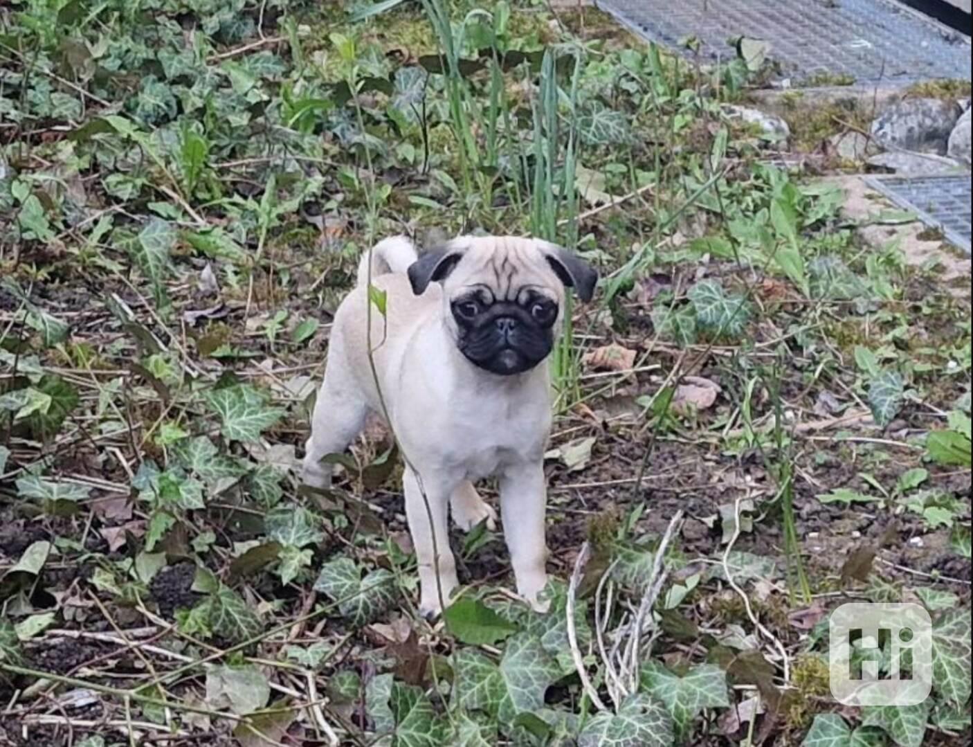 Mopslík s průkazem původu - foto 1