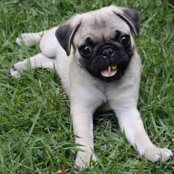 Mopslík s průkazem původu - foto 5