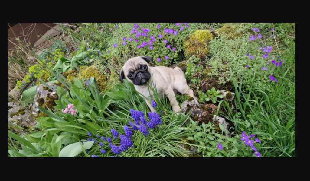 Mopslík s průkazem původu - foto 3