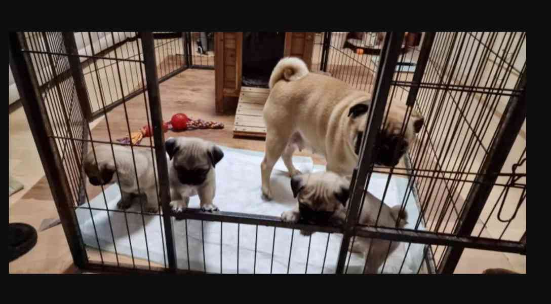 Mopslík s průkazem původu - foto 2