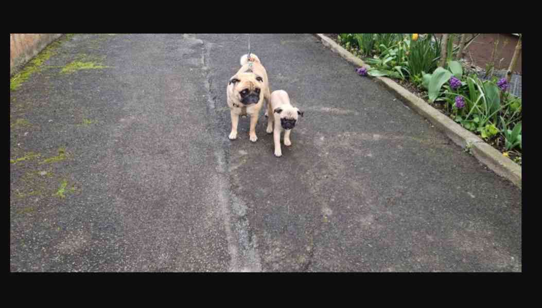 Mopslík s průkazem původu - foto 4