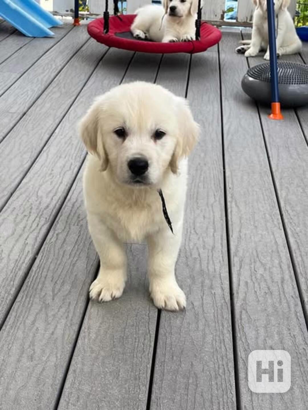 Pes a fenka zlatého retrívra - foto 1