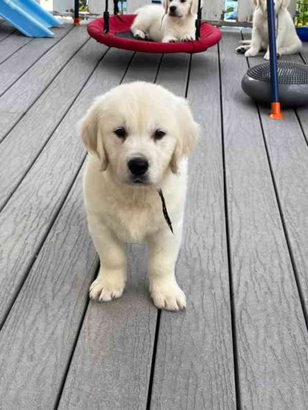 Pes a fenka zlatého retrívra - foto 1