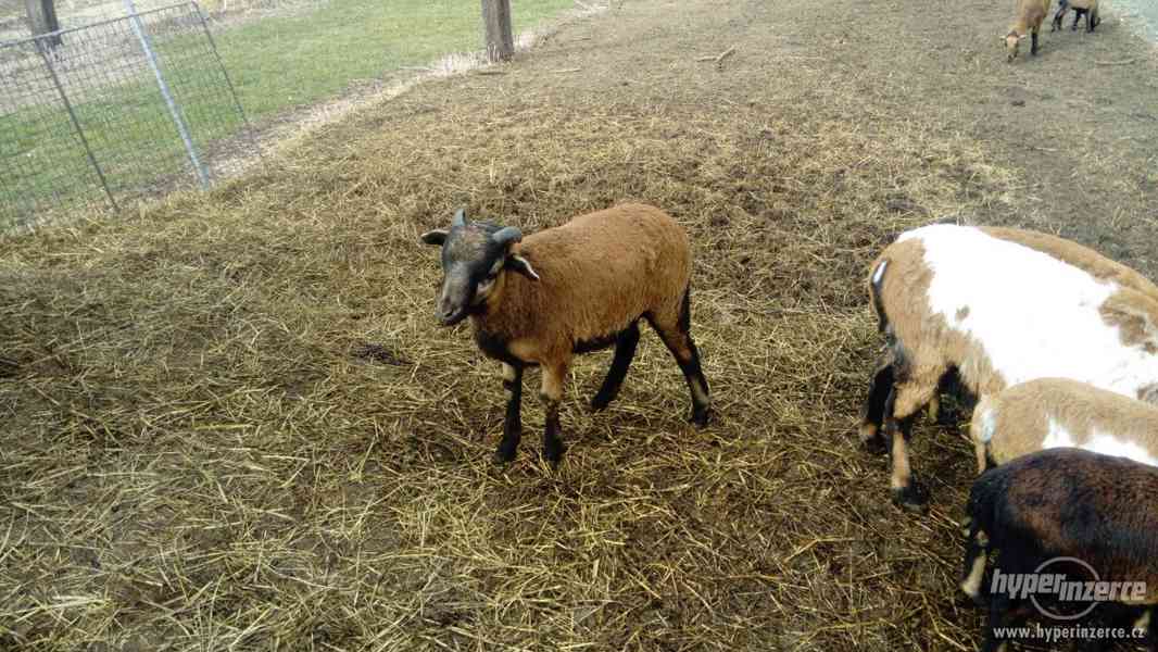 Prodám letošní jehňata ovce kamerunské - foto 5