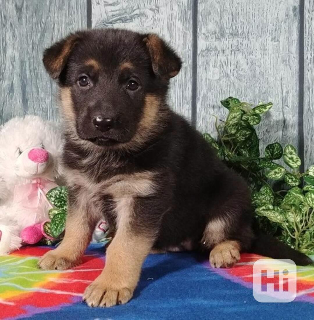 Štěně německého ovčáka - foto 1