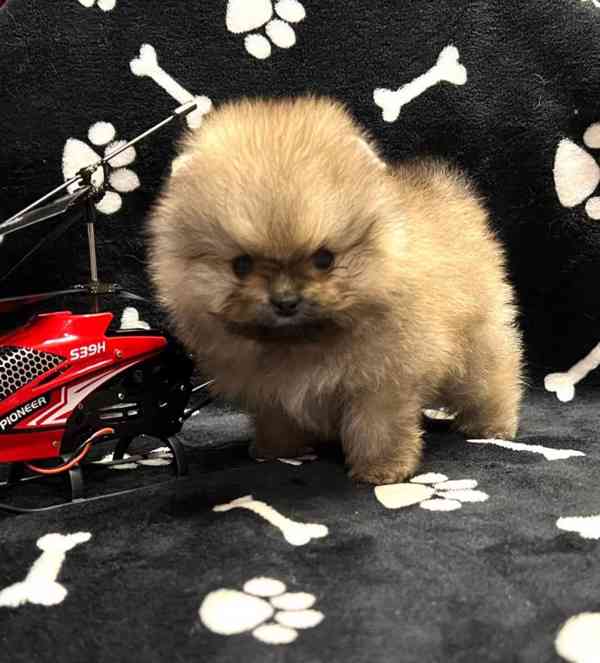 Úžasná štěňata pomeranianů - foto 1