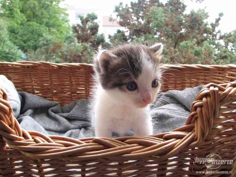 daruji kotě - foto 1