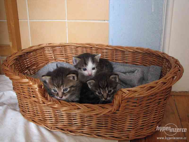 daruji kotě - foto 2