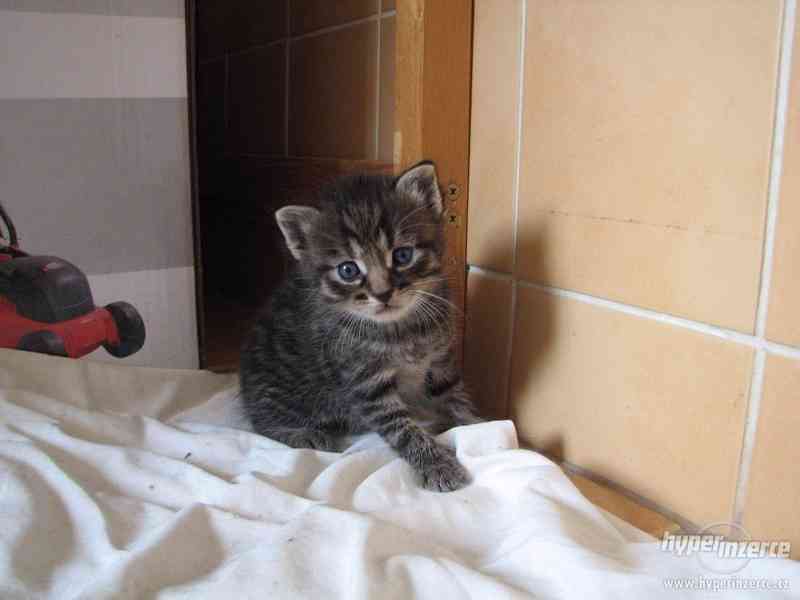 daruji kotě - foto 3