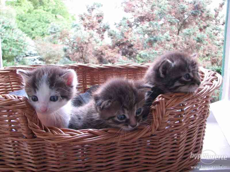 daruji kotě - foto 4