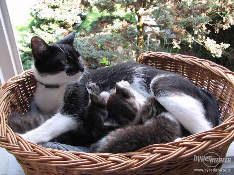 daruji kotě - foto 5
