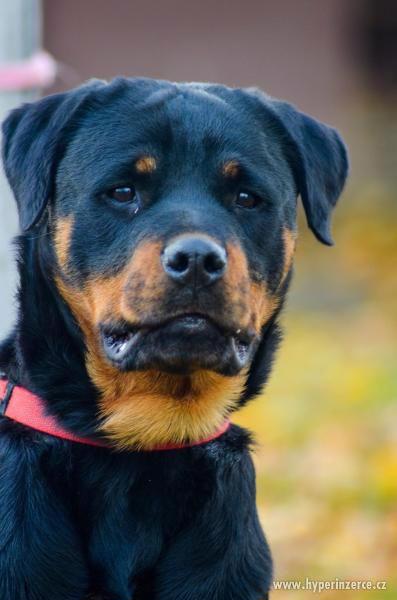 Roční fena rotvajlera - foto 1